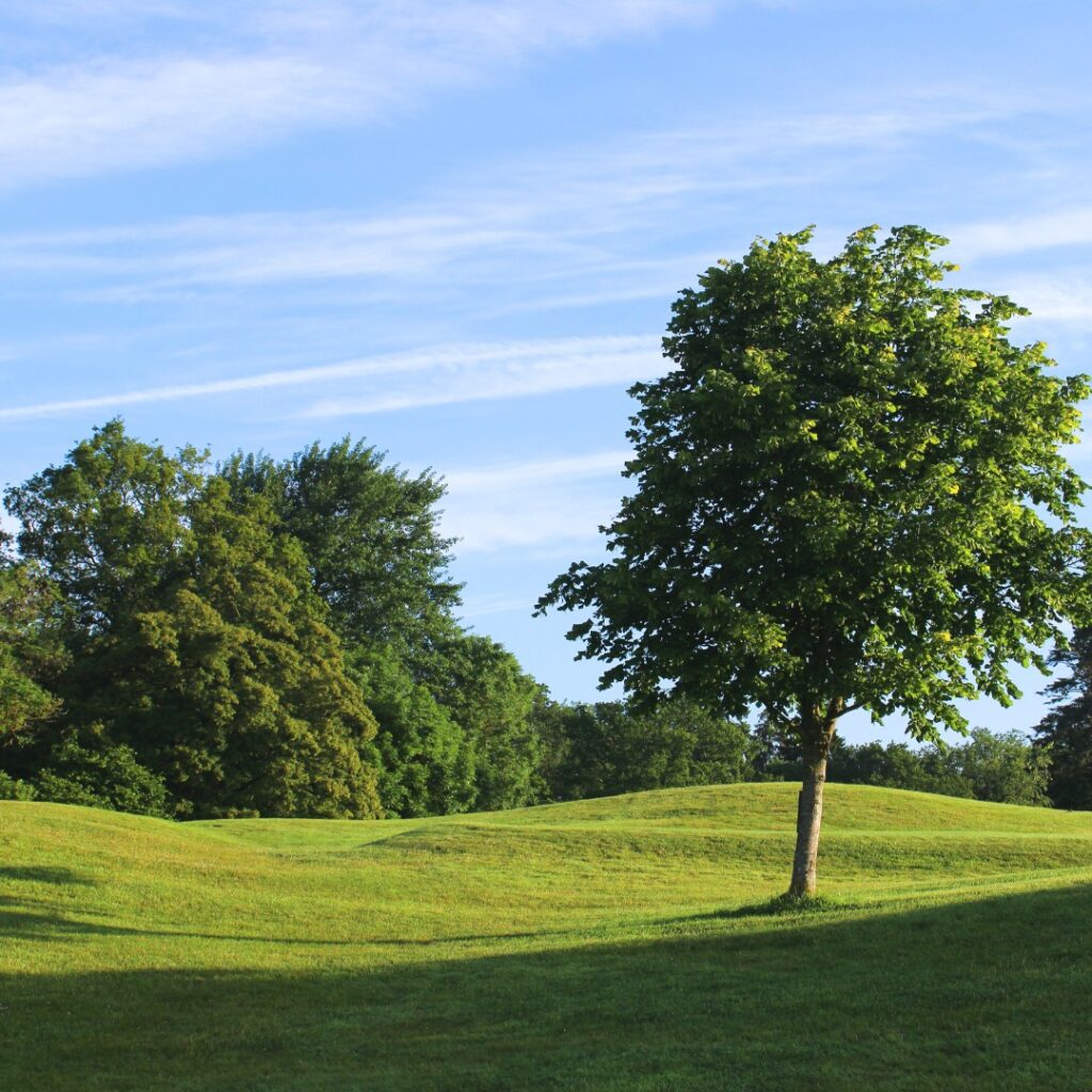 Tilia europaea 'Pallida'