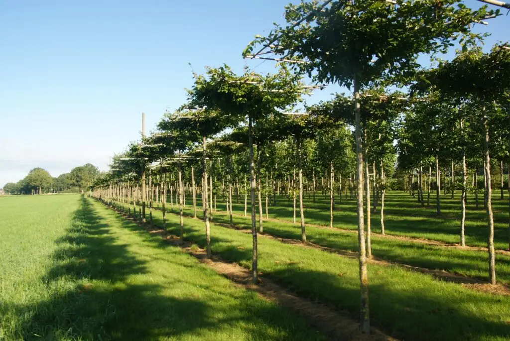 Carpinus betulus dakvorm