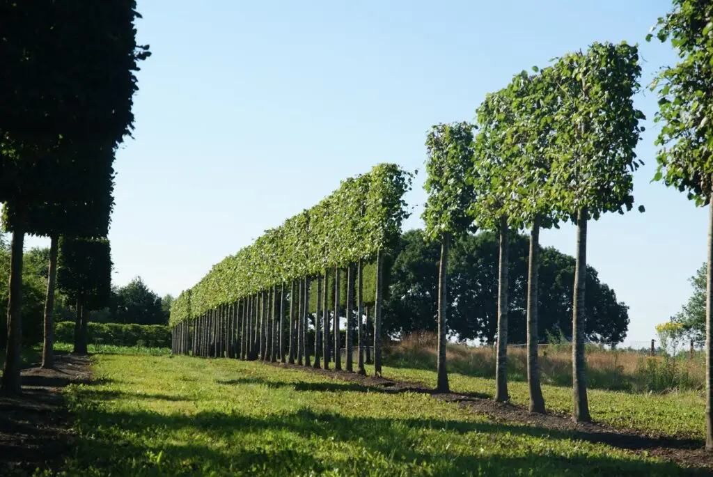 Tilia cordata 'Greenpire' schermvorm