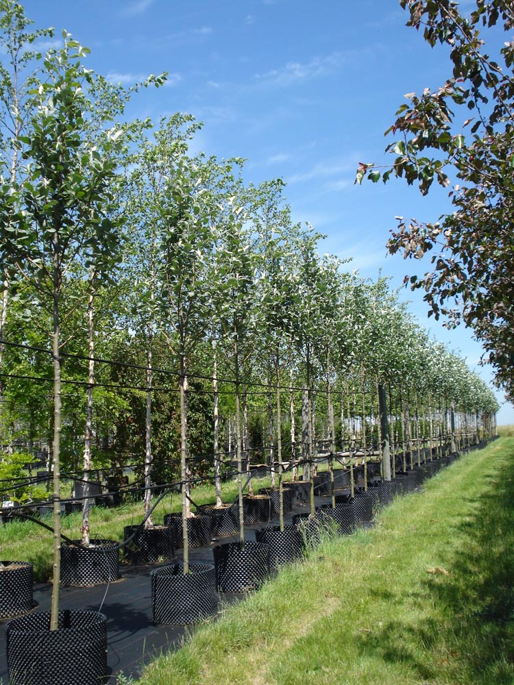 10-12-14cm Sorbus aria Lutesc CG Std (1)