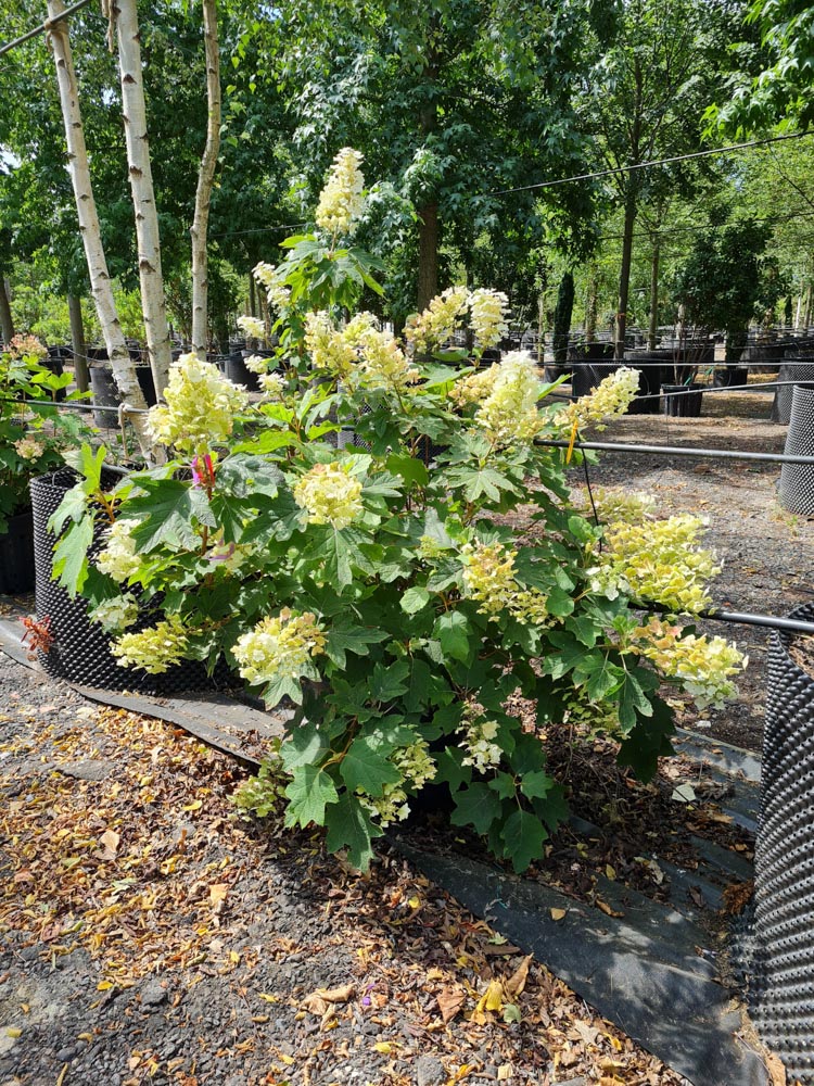 Hydrangea quercifolia