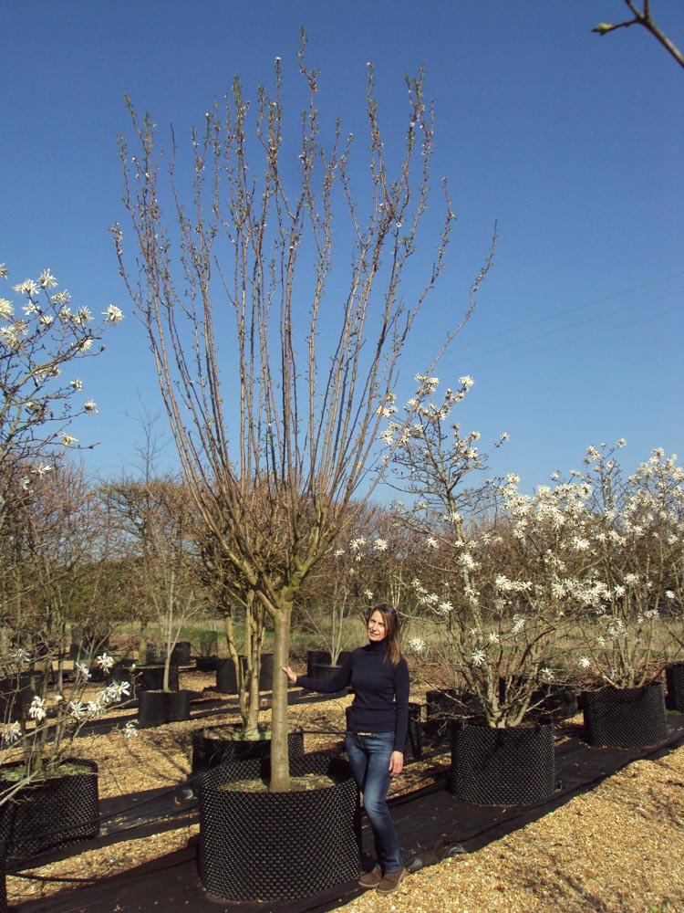 25-30cm Prunus dulcis CG half stem