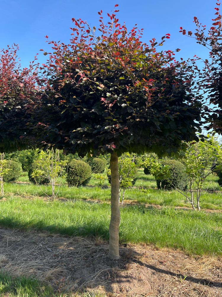Fagus sylvatica Atropunicea Rode beuk hoogte 225 cm in draadkluit