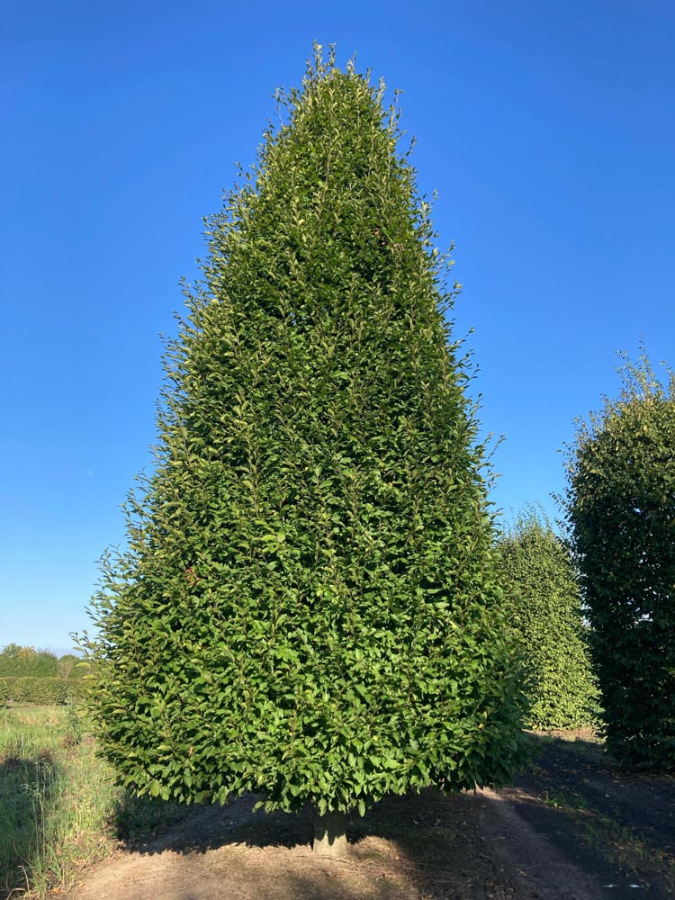 Carpinus betulus Fastigiata Zuilhaagbeuk hoogte 500/550 cm in draadkluit