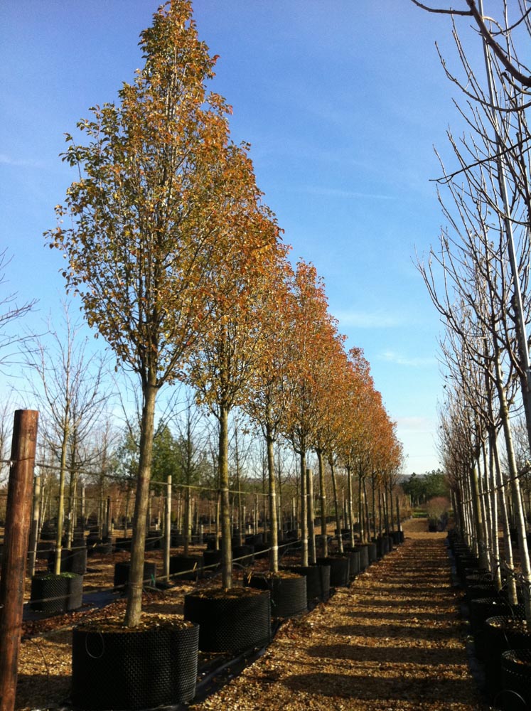 35-40cm Pyrus Chanticleer 003 (1)