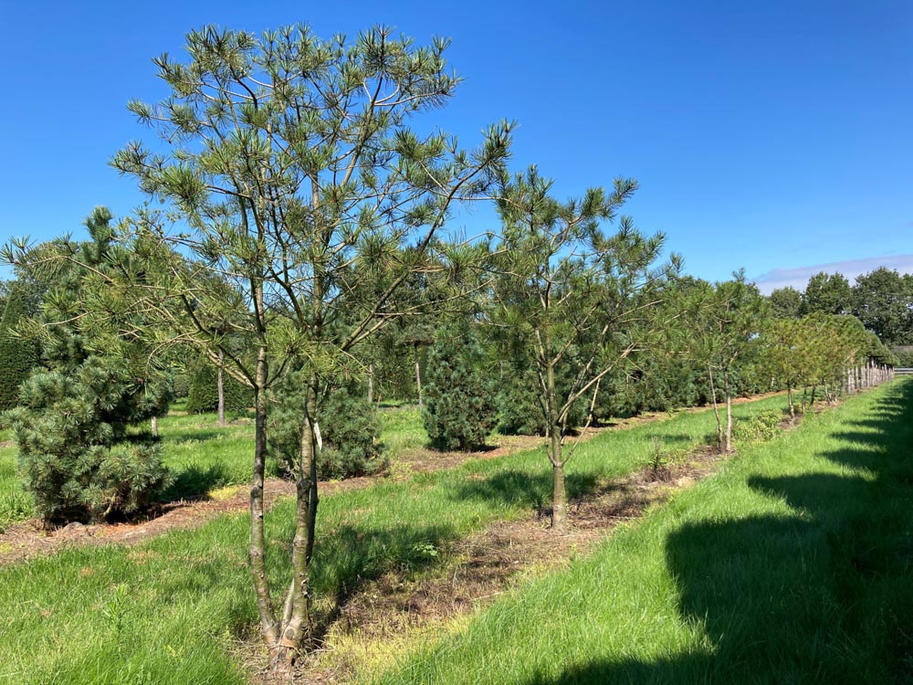 Pinus bungeana Chinese den hoogte 200/250 cm in draadkluit