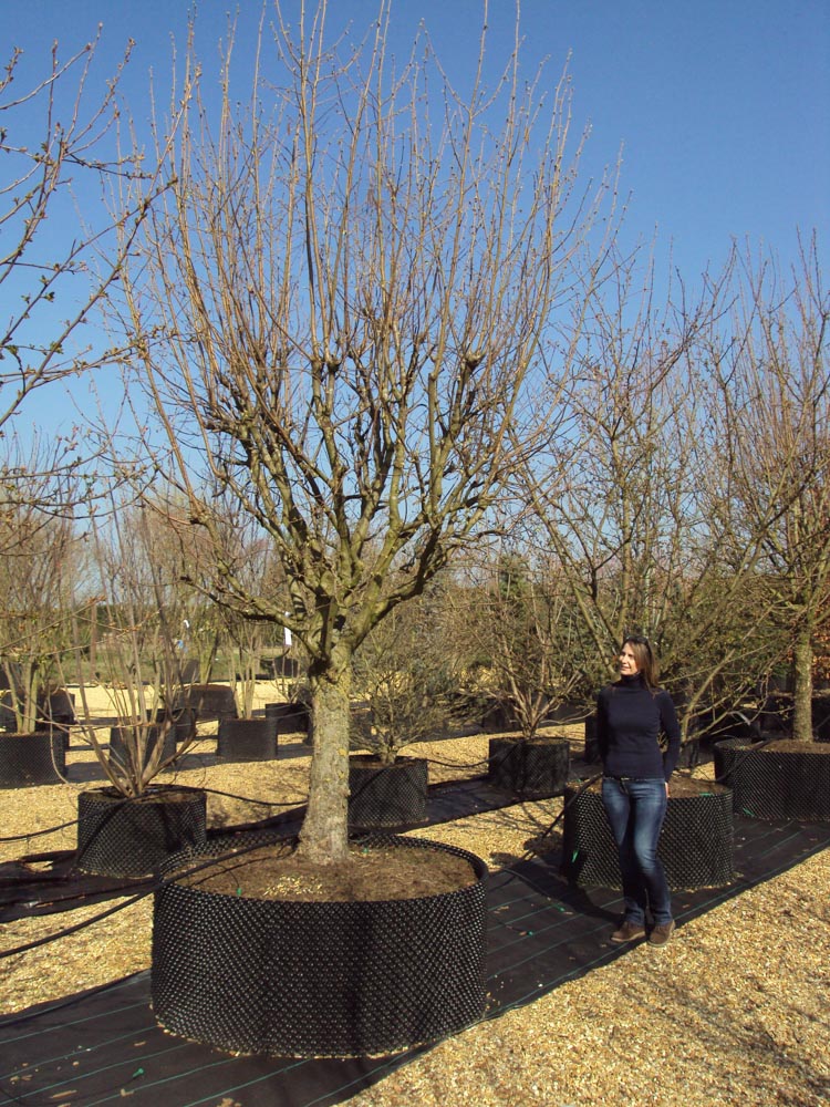 50-60cm Corylus avell CG Half stem (1)