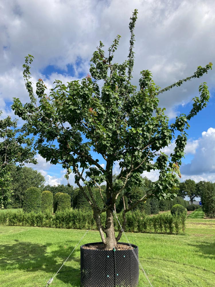 Prunus armeniaca Abrikoos diameter 40-45 cm in container