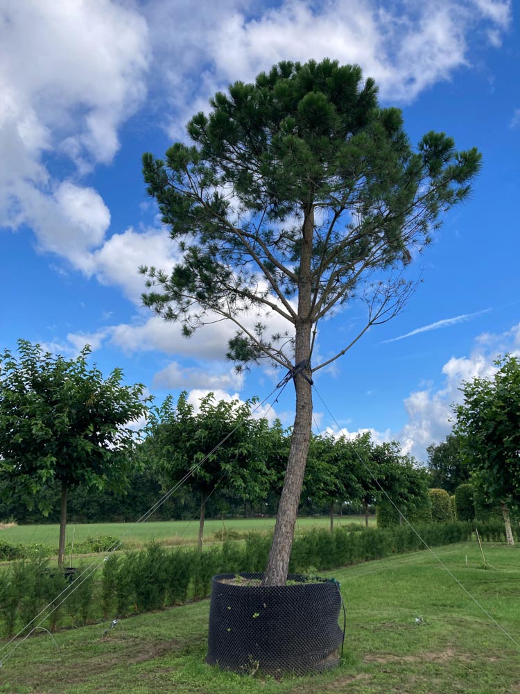 Pinus pinea Parasolden diameter 70-80 cm hoogstam in container