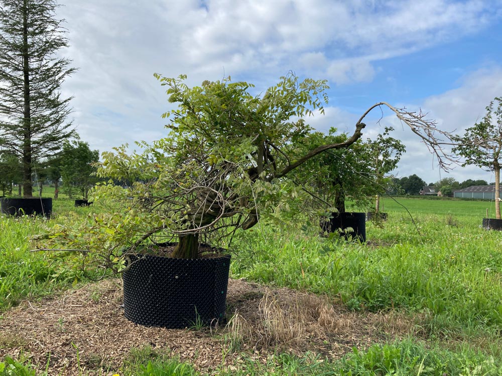 Wisteria sinensis Blauweregen hoogte 250/300 cm in container
