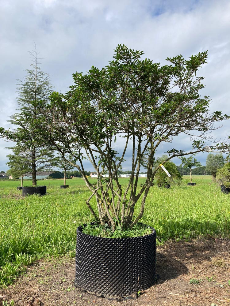 Viburnum propinquum Sneeuwbal hoogte 200/250 cm in container