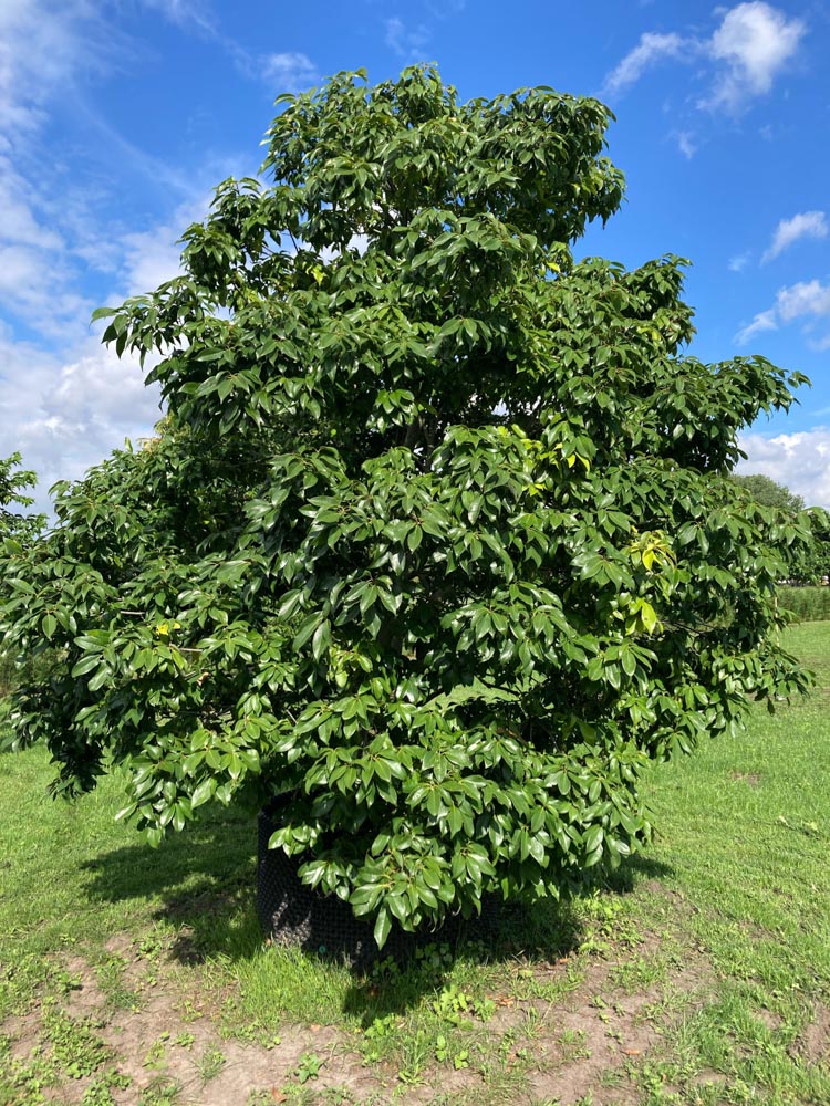Quercus myrsinifolia Bamboebladige eik hoogte 250/300 cm in container