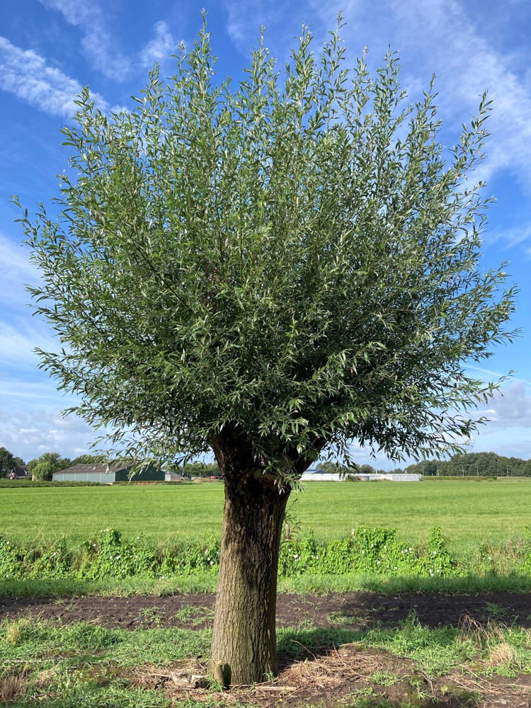 Salix alba Schietwilg diameter 150-160 cm hoogstam in draadkluit