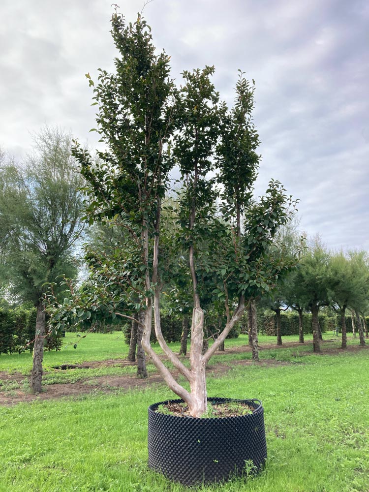 Stewartia pseudocamellia Schijncamellia hoogte 500/600 cm in container