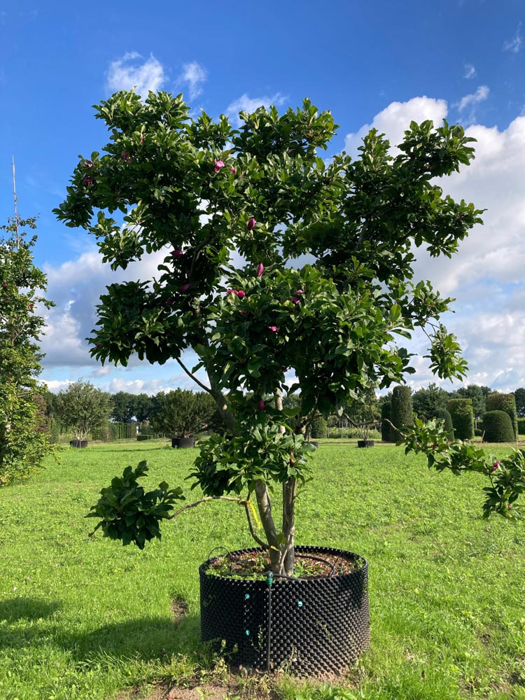 Magnolia liliiflora Beverboom hoogte 300/350 cm in container
