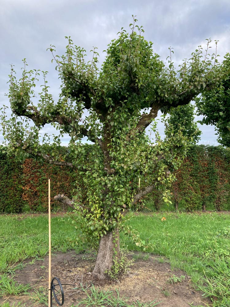 Pyrus communis Perenboom hoogte 250/300 cm in draadkluit
