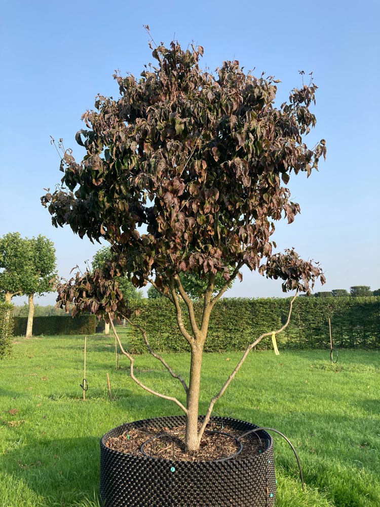 Cornus florida rubra Roze bloemkornoelje hoogte 250/300 cm in container