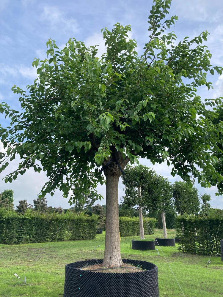 Morus nigra Zwarte moerbei diameter 80-90 cm hoogstam in container