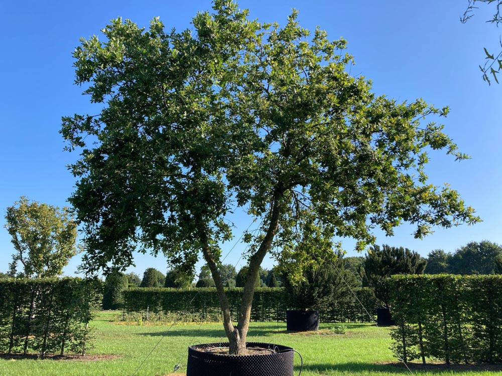 Quercus robur Zomereik hoogte 500/600 cm in container