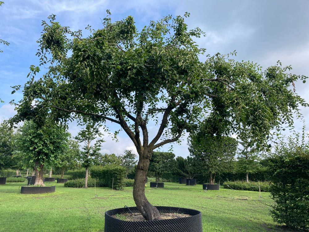 Rhamnus cathartica Sporkehout hoogte 400/450 cm in container