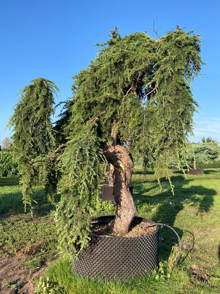 Cedrus l. 'Sargentii' Treurlibanonceder hoogte 250/300 cm in container
