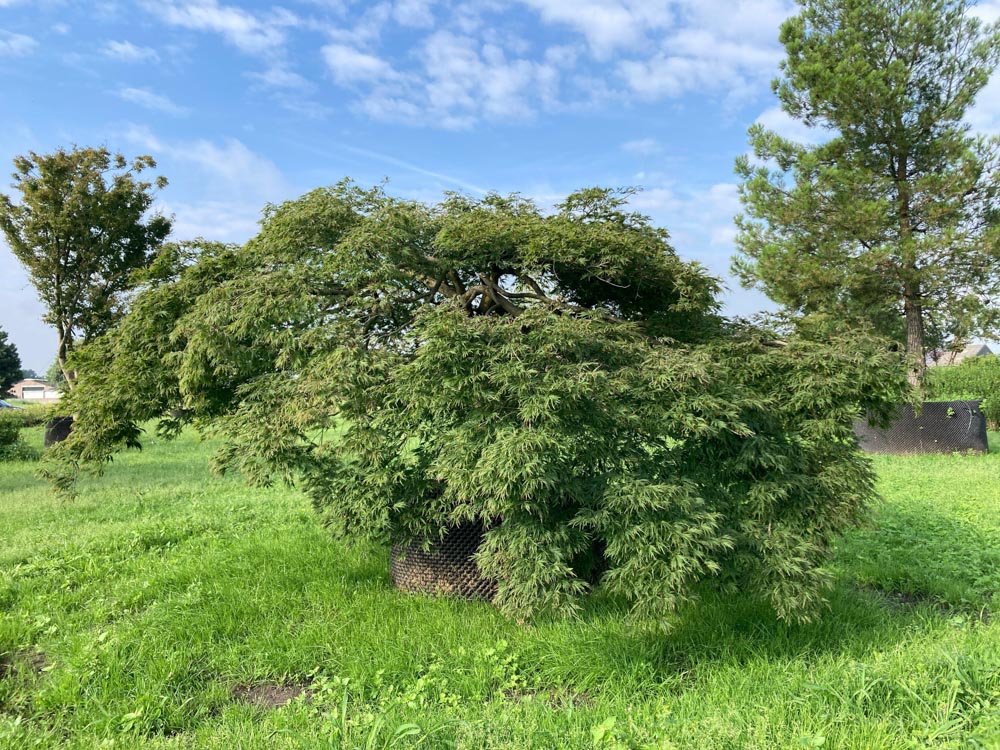 Acer p. 'Dissectum' Fijnbladige Japanse esdoorn hoogte 175/200 cm in container
