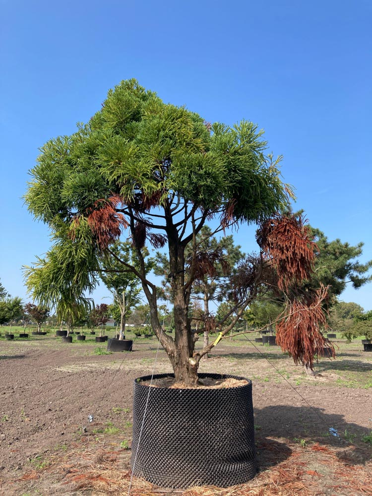 Cryptomeria japonica Japanse cipres hoogte 300/350 cm in container