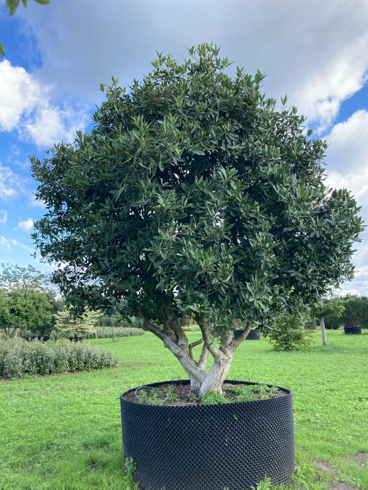 Osmanthus armatus Stekelige schijnhulst hoogte 350/400 cm in container