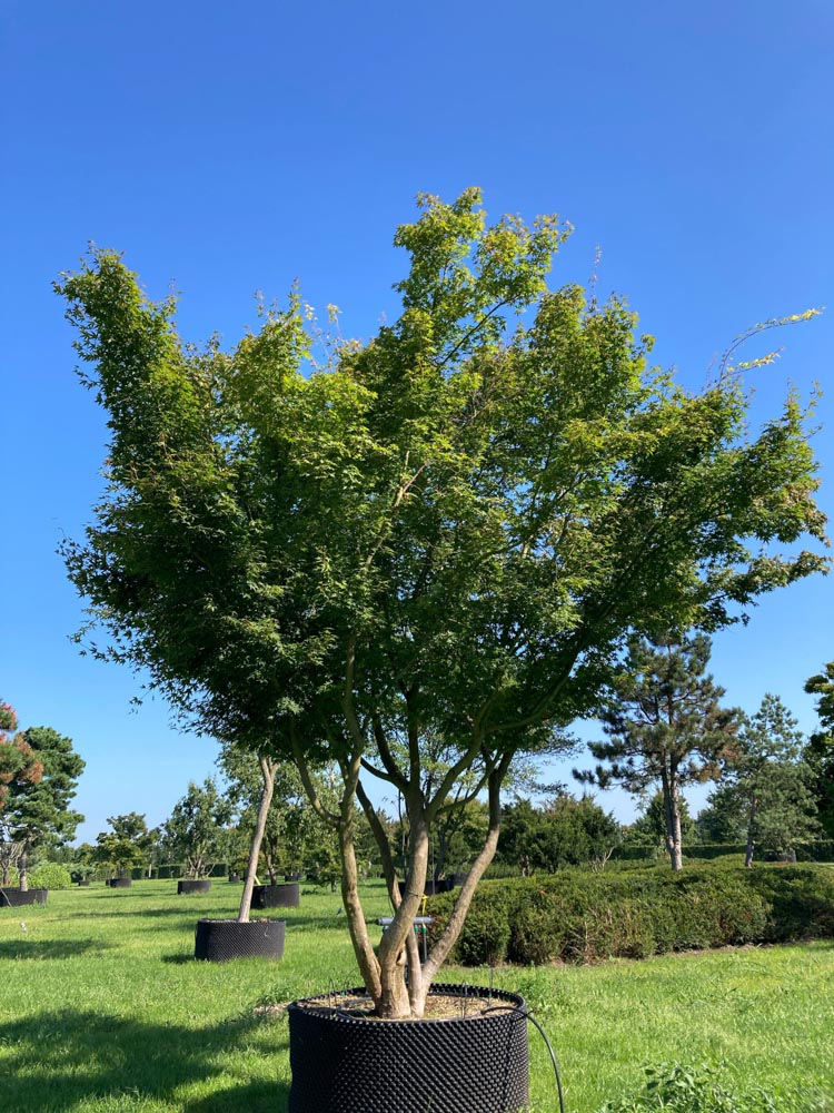 Acer palmatum Atropurpureum Rotblättriger japanischer Ahorn Höhe 400/450 cm im Container