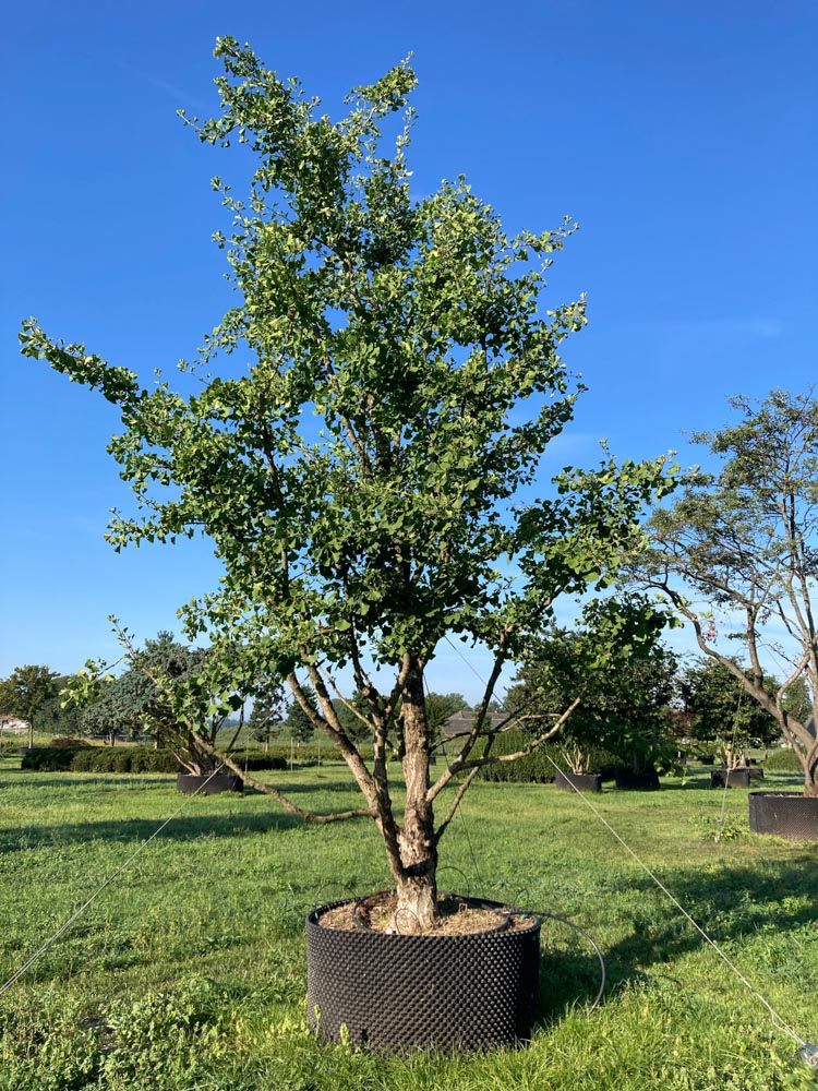 Ginkgo bil. 'Blagon' Ginkgo ‘Blagon’ hauteur 600/700 cm en conteneur