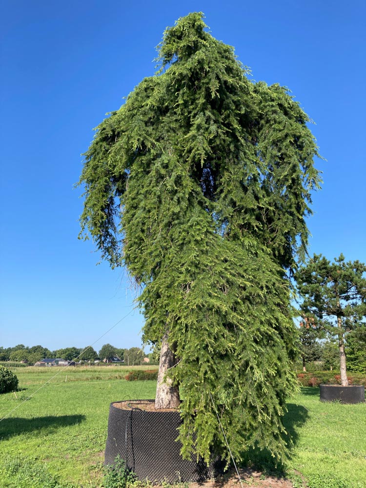 Cedrus deod. 'Pendula' Treurhimalayaceder diameter 100-120 cm hoogstam in container