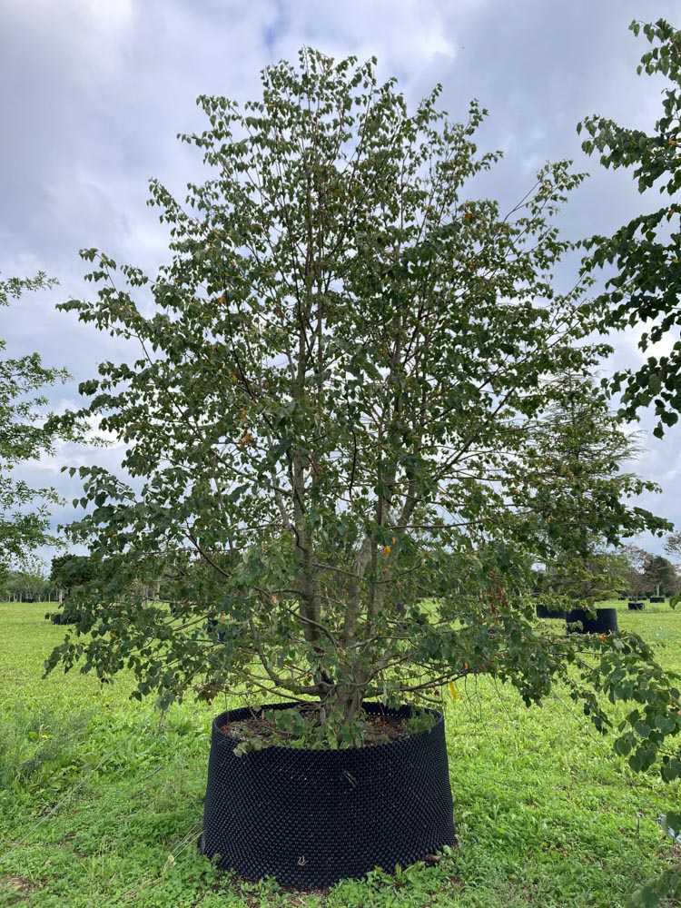 Tilia cordata Winterlinde hoogte 500/600 cm in container