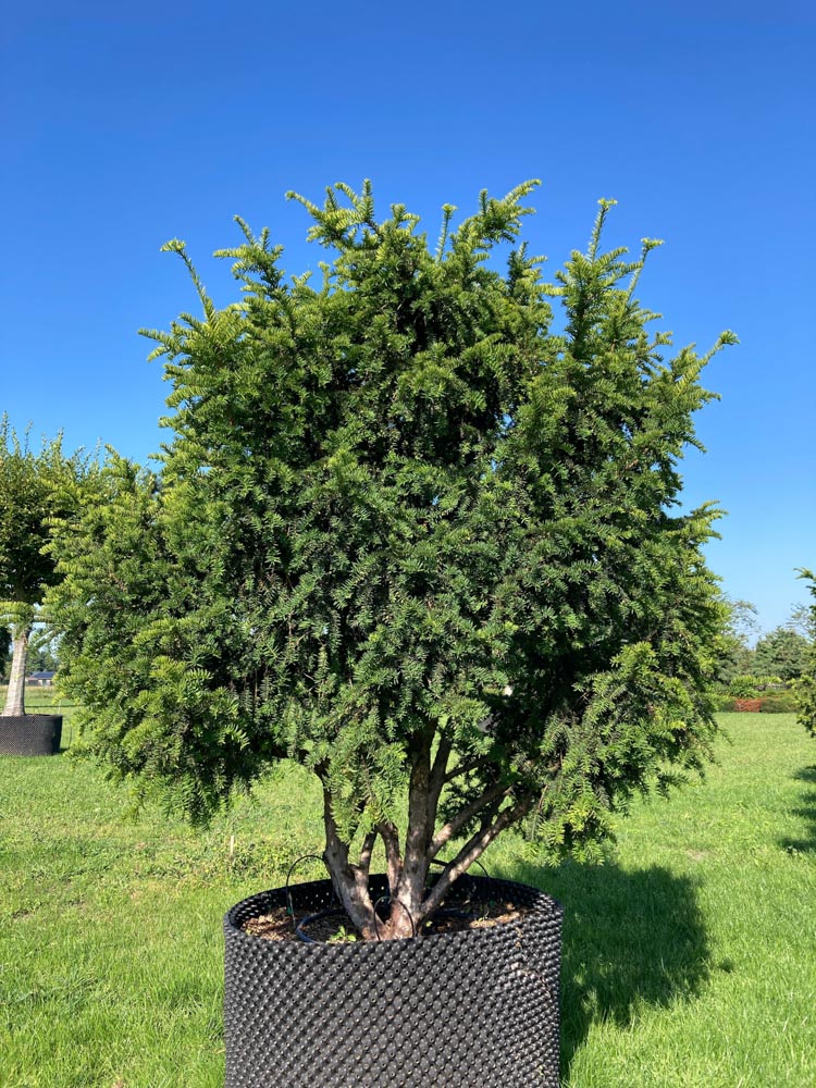 Taxus b. 'Dovastoniana' Gouden treurtaxus ‘Dovastoniana’ hoogte 175/200 cm in container