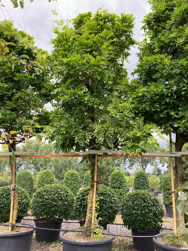Wisteria floribunda macrobotrys Japanse blauweregen diameter 35-40 cm hoogstam in container
