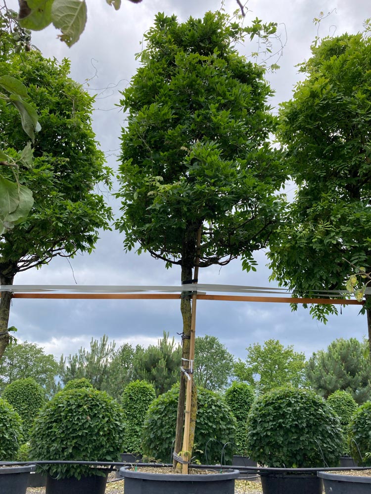 Wisteria flor. 'Shiro-noda' Wisteria ‘Shiro-noda’ diameter 25-30 cm hoogstam in container