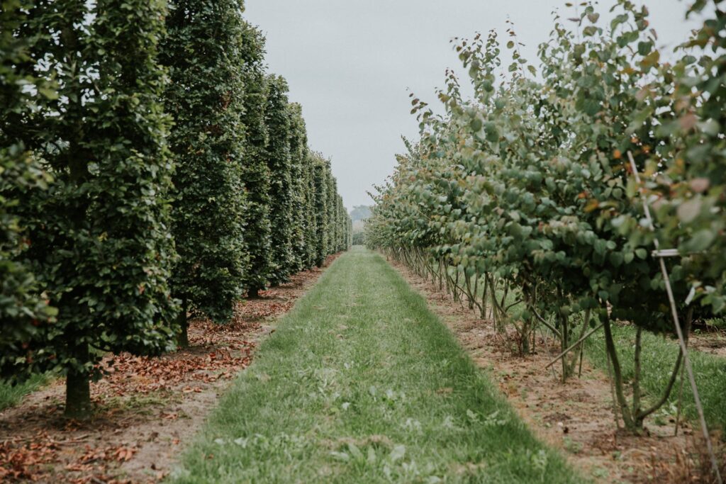 Beste bomen en hagen voor privacy in je tuin