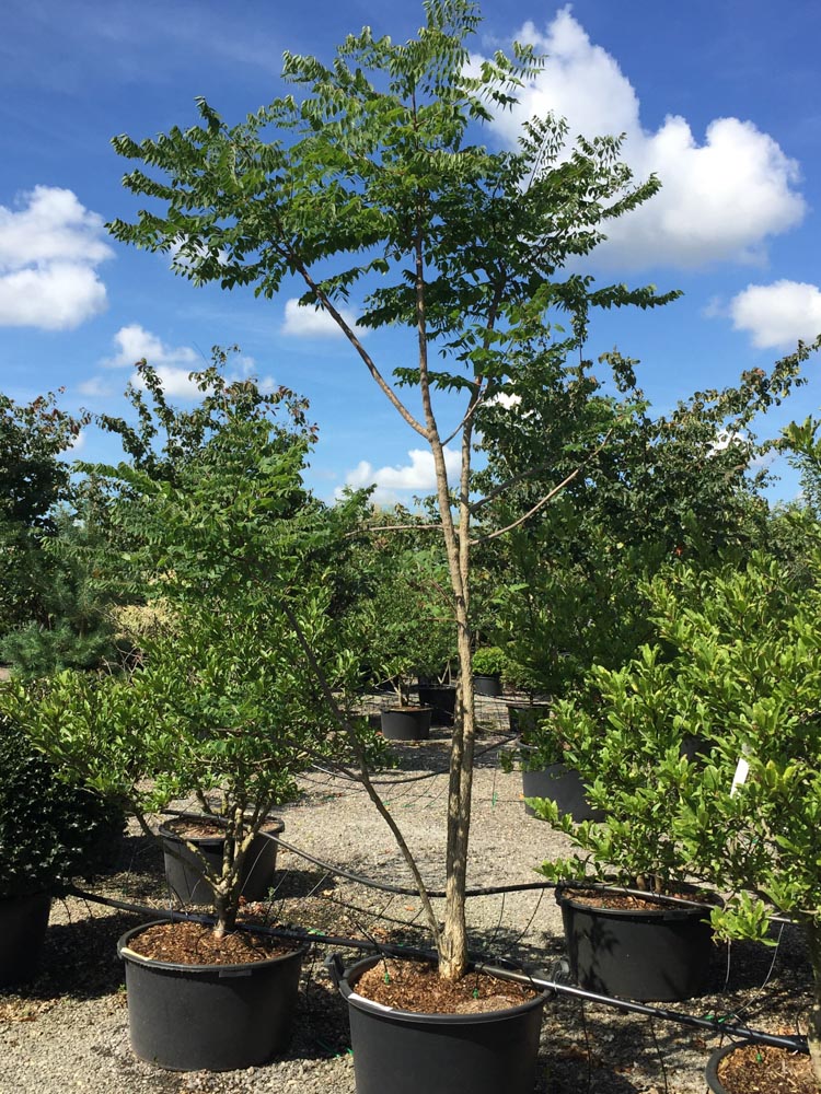 Gymnocladus dioica Doodsbeenderenboom hoogte 250/300 cm in draadkluit