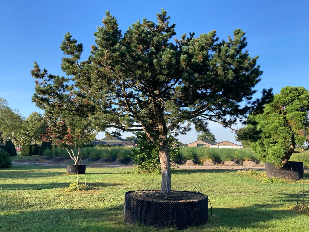 Pinus mugo 'Gnom' Dwergbergden ‘Gnom’ hoogte 300/350 cm in container