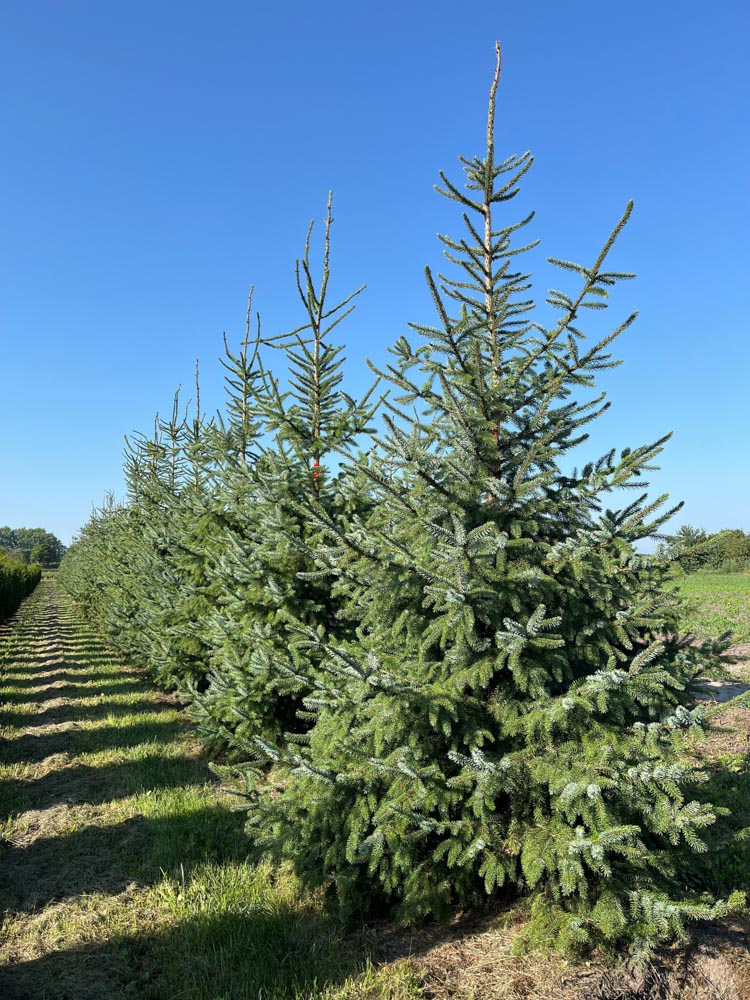 Picea omorika Servische spar hoogte 250/300 cm in draadkluit