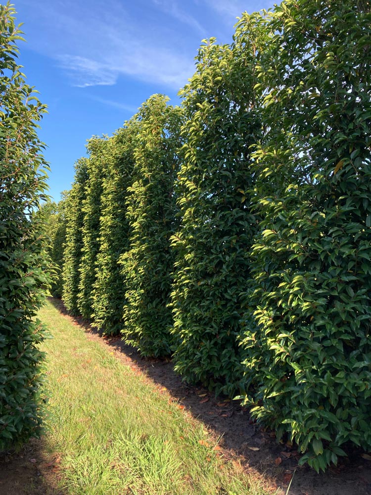 Prunus lusitanica laurier du Portugal hauteur 300/350 cm en motte