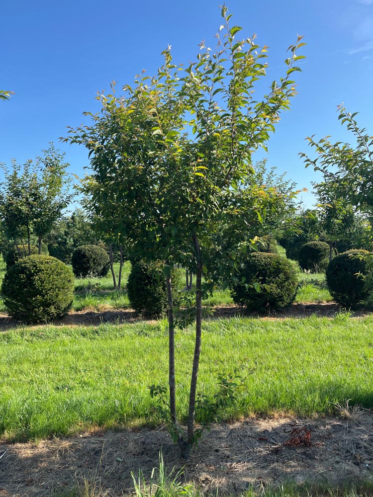 Prunus subhirtella Autumnalis Winterkers ‘Autumnalis’ hoogte 250/300 cm in draadkluit