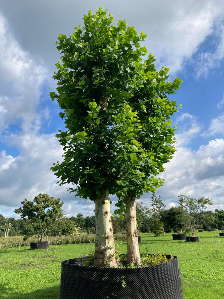 Platanus hispanica Platane hauteur 600/700 cm en conteneur