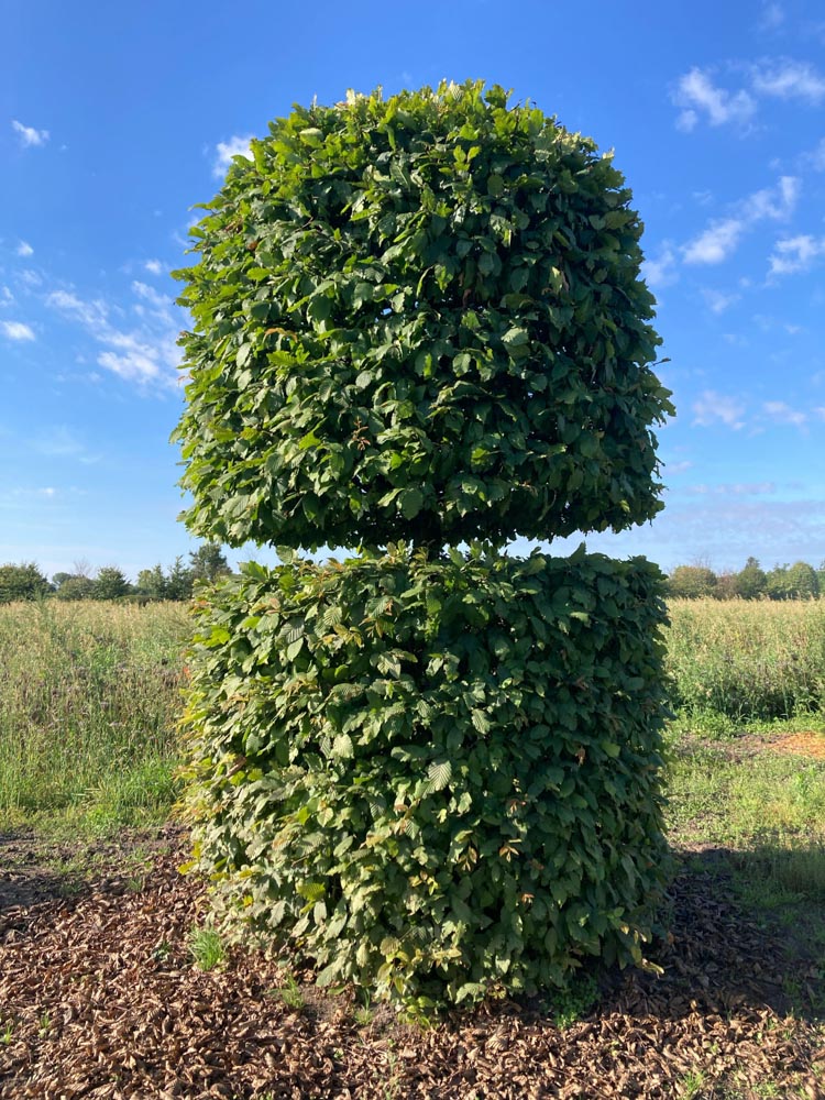 Carpinus betulus Haagbeuk hoogte 300 cm in draadkluit