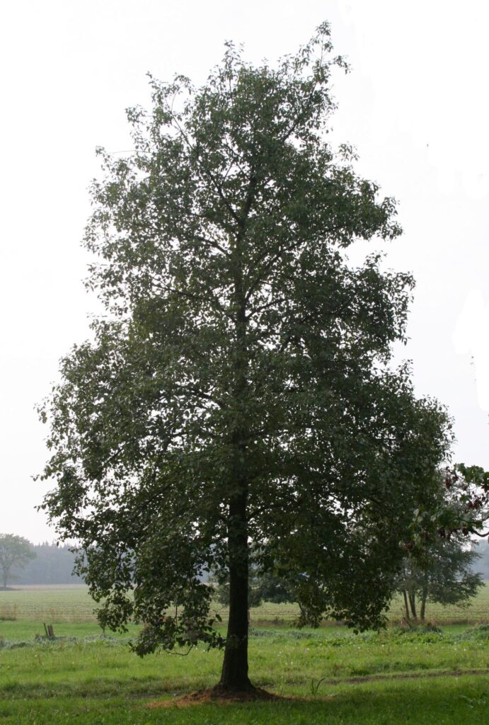 80-90cm Alnus glut WRB Std P1