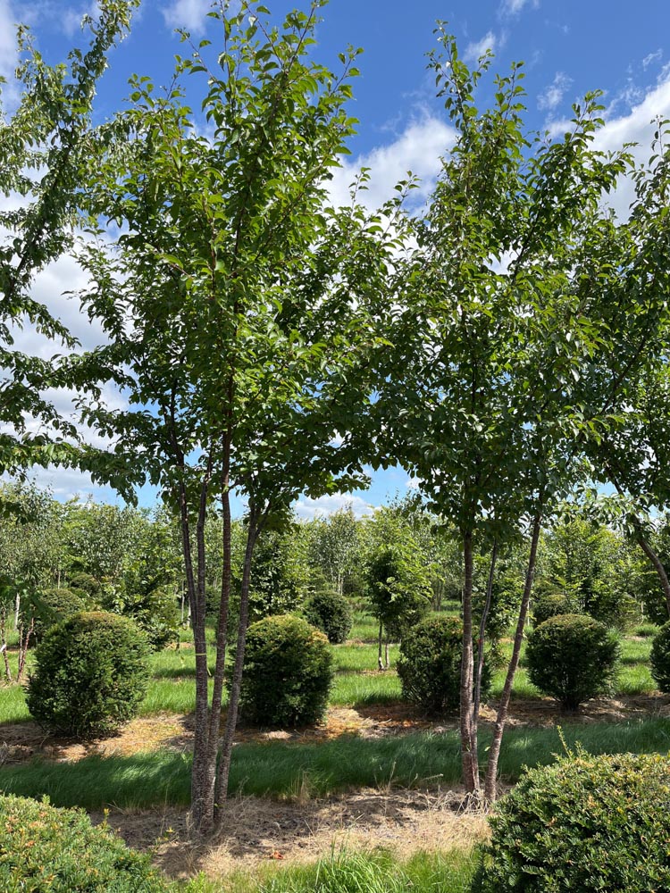 Prunus sargentii Sierkers ‘Sargentii’ hoogte 400/450 cm in draadkluit