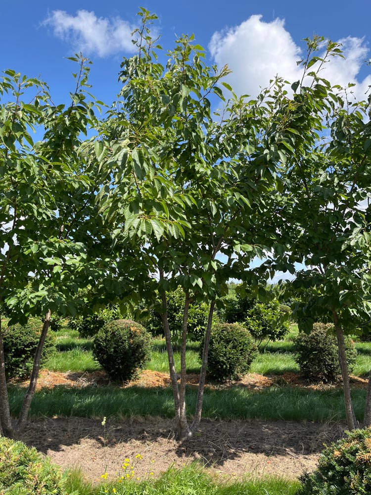 Prunus serrulata Tai Haku Japanse sierkers ‘Tai Haku’ hoogte 400/450 cm in draadkluit