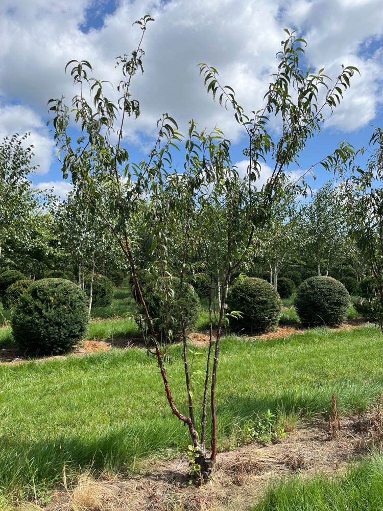 Prunus serrula Mahoniebers hoogte 300/350 cm in draadkluit