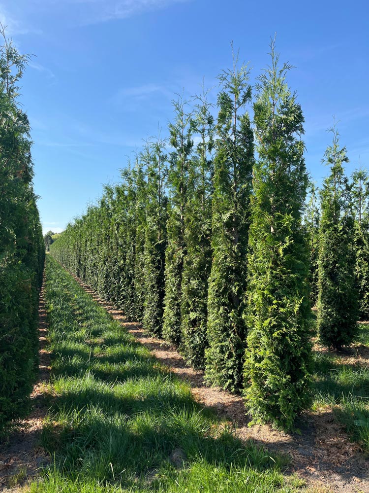 Thuja plicata Excelsa Reuzenlevensboom ‘Excelsa’ hoogte 300/350 cm in draadkluit