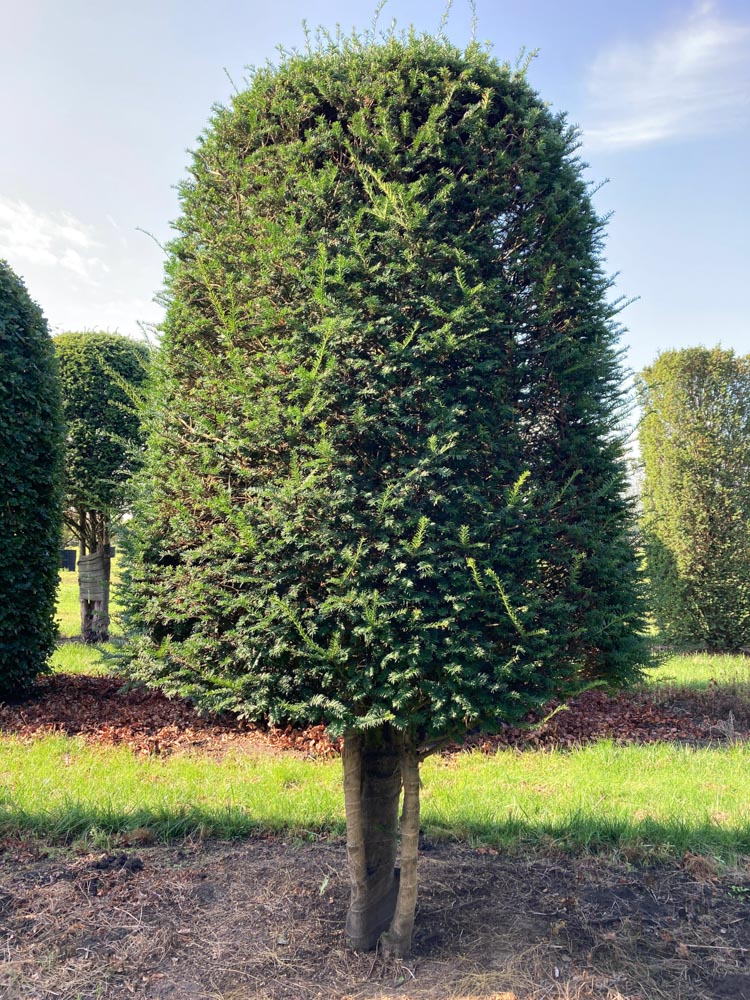 Taxus baccata aurea Gouden venijnboom hoogte 325 cm in draadkluit