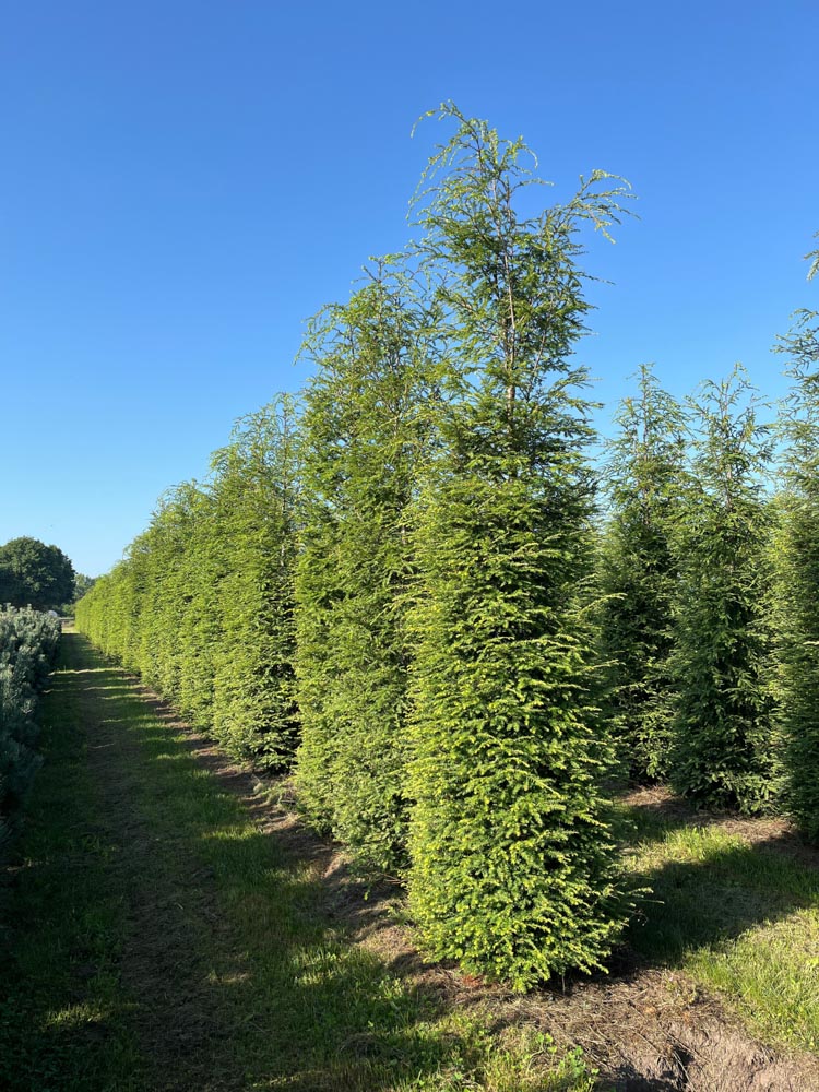 Tsuga canadensis Canadese hemlockspar hoogte 300/350 cm in draadkluit